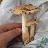 Podtopolniki: kako kuhati za supu, prženje i za zimu